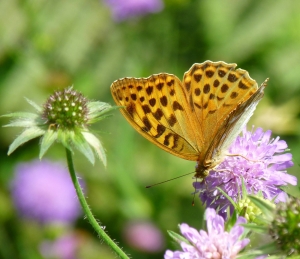 Internet Standard prezentuje raport „Internet 2k10”