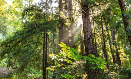 HP i World Wildlife Fund razem dla lasów